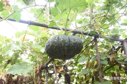 《山空吃瓜》,揭秘神秘山村的奇幻瓜果传奇