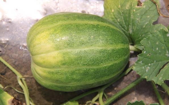 《山空吃瓜》,揭秘神秘山村的奇幻瓜果传奇