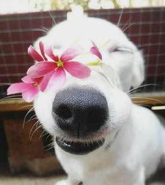 微笑吃瓜变狗头,网络表情的演变与趣味