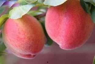 吃瓜和桃寓意,品味生活，寓意吉祥