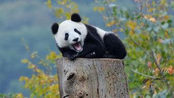 熊猫国宝教你吃瓜,熊猫国宝带你领略瓜果飘香美食之旅