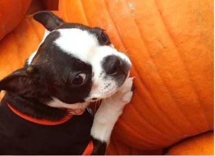 狗狗可以吃脆瓜不,健康美味两不误