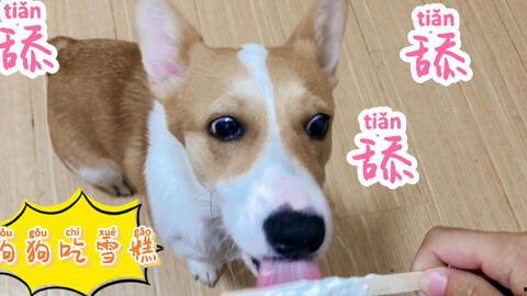 狗狗可以吃脆瓜不,健康美味两不误