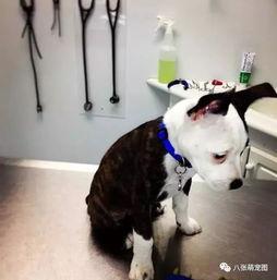 狗狗可以吃脆瓜不,健康美味两不误