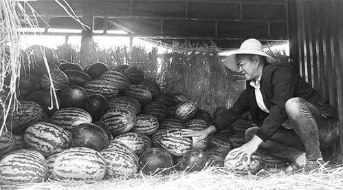 靖远吃瓜群众事件,网络舆论下的社会现象解析