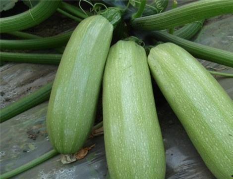 莆瓜通风可以吃吗,莆瓜通风处理后的食用安全解析