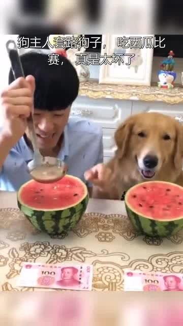 给狗吃瓜的套路图,趣味吃瓜瞬间