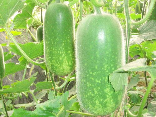 dq吃瓜视频大全