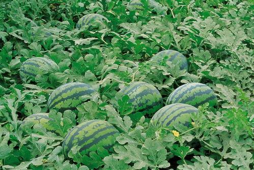 安徽瓜农请熟人吃瓜,安徽瓜农的热情邀约，熟人共享田园美味