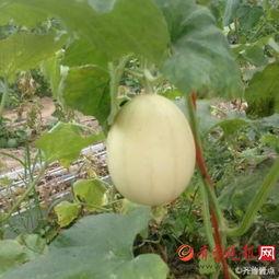 吃梨瓜嘴苦,探寻传统美食的独特魅力