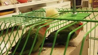 吃哈密瓜鹦鹉,一场味蕾与智慧的碰撞