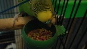 吃哈密瓜鹦鹉,一场味蕾与智慧的碰撞