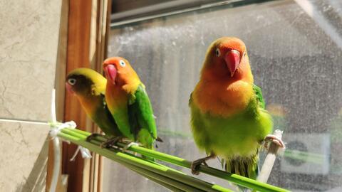 吃哈密瓜鹦鹉,一场味蕾与智慧的碰撞