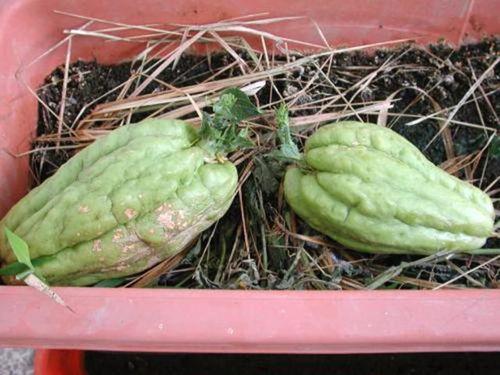 好看的吃瓜视频,盘点那些让人捧腹大笑的吃瓜视频