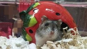 金丝熊吃茭瓜,茭瓜的诱惑之旅