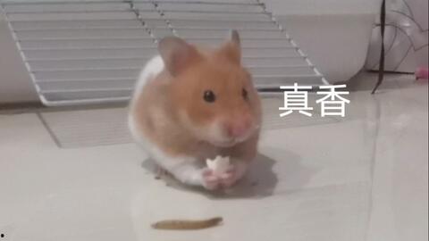 金丝熊吃茭瓜,茭瓜的诱惑之旅