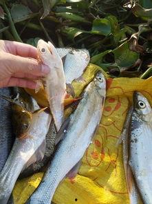 鱼吃小白瓜吗,探究水族与蔬果的奇妙关系