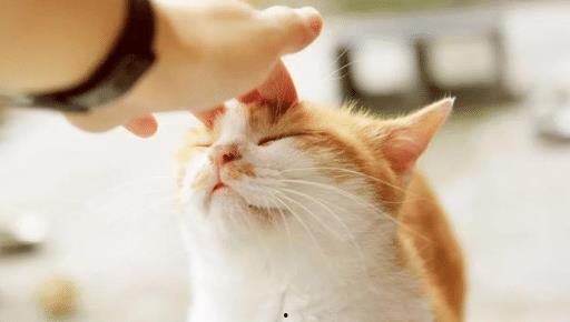 猫咪可以吃小瓜不,小瓜的奇妙益处