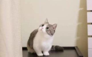 猫咪可以吃小瓜不,小瓜的奇妙益处