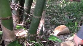 杰哥带你吃大瓜,独家爆料等你来尝