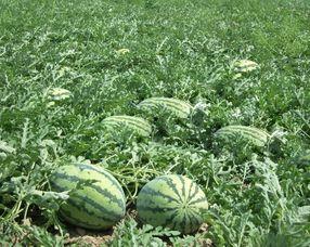 孕妇吃梨瓜上火,上火风险与合理食用的平衡之道