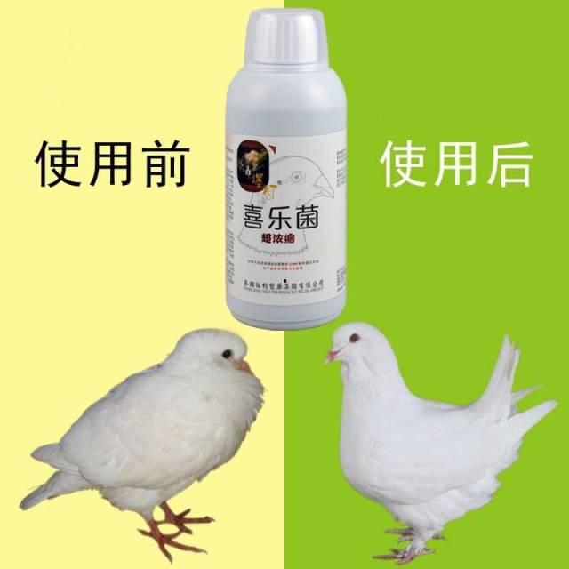 鸽子王吃瓜,揭秘娱乐圈的幕后故事